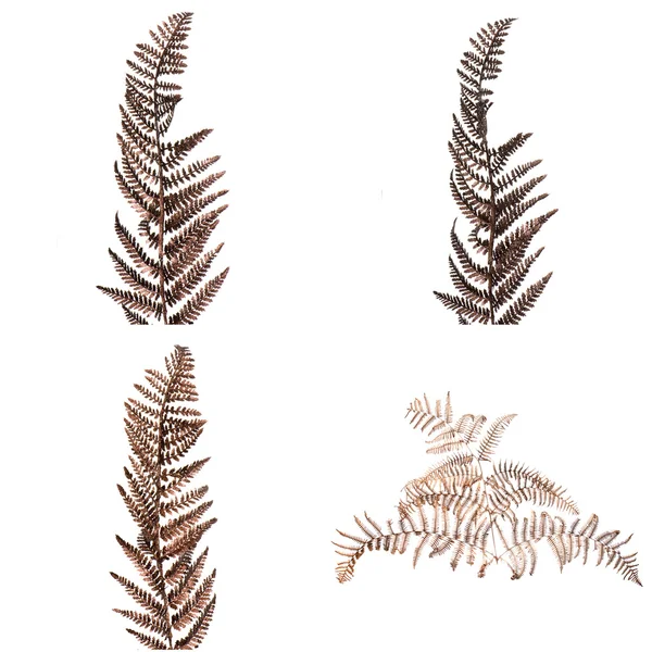 Brun fern lämnar — Stockfoto