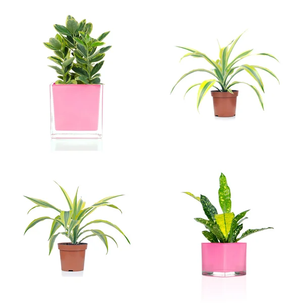 Pokojové rostliny — Stock fotografie