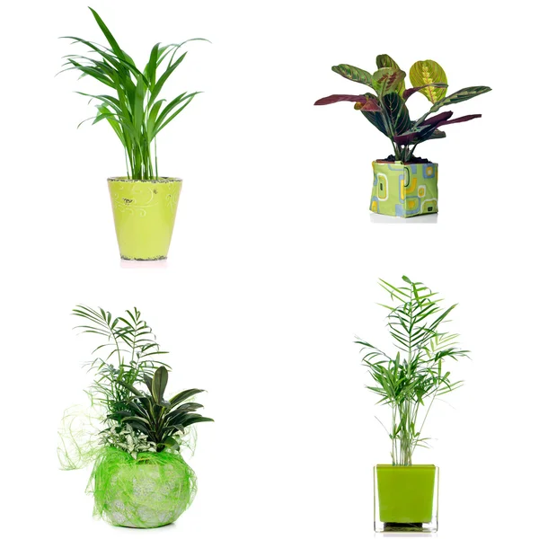 Pokojové rostliny — Stock fotografie
