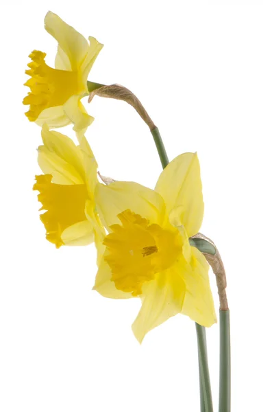 Gelb jonquil Blüten — Stockfoto
