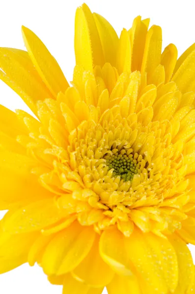 Flor de margarida gerbera amarela — Fotografia de Stock