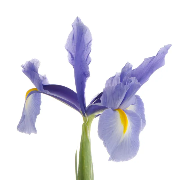Purple lily flower — Stock Photo, Image