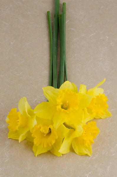 Jonquil flowers — Stock Photo, Image