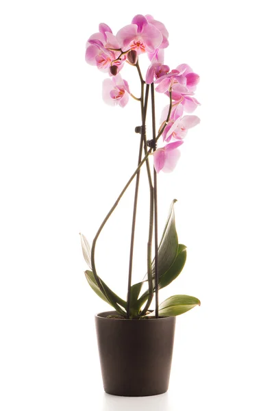 Schöne rosa Orchidee in einem Blumentopf — Stockfoto