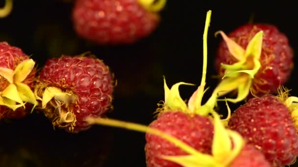 Fresh raspberries — Stock Video