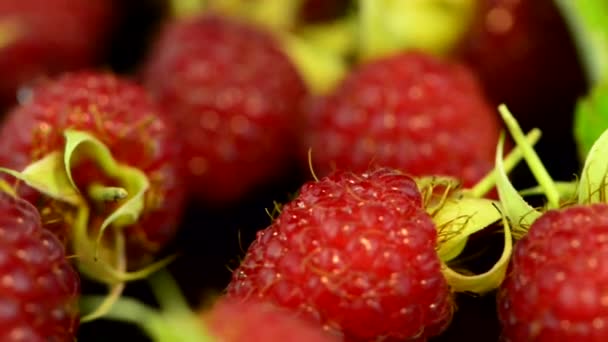 Fresh raspberries — Stock Video