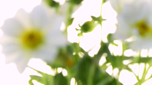 Beyaz Yıldız çiçeği — Stok video