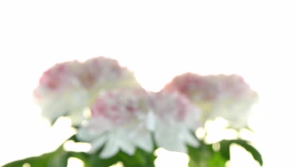 Vackra chrysanthemum blommor — Stockvideo