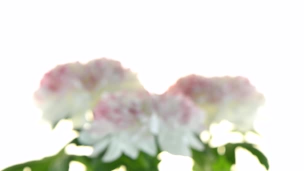 Belles fleurs de chrysanthème 