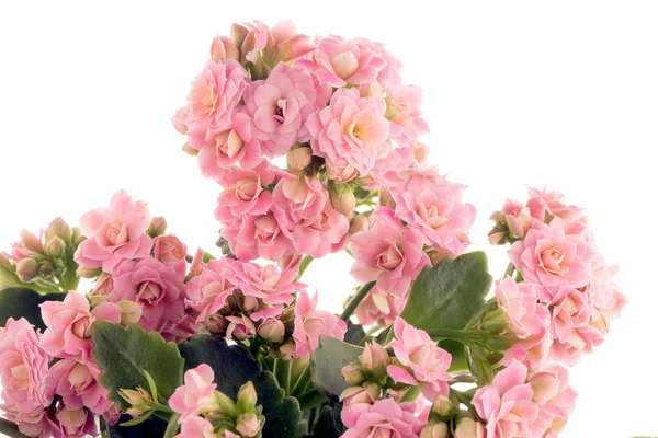 Kalanchoe Calandiva flowers — Stock Photo, Image