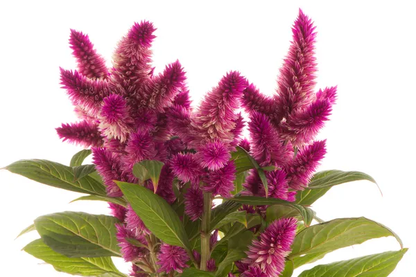 Cockscomb celosia spicata plant — Stock Photo, Image
