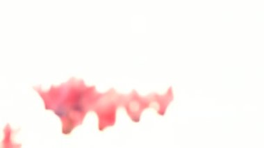 güzel pembe Siklamen çiçeği
