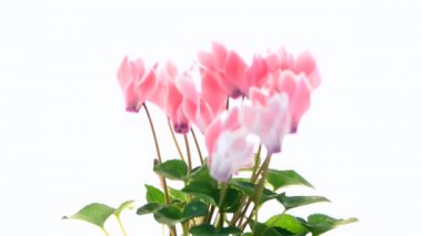 güzel pembe Siklamen çiçeği
