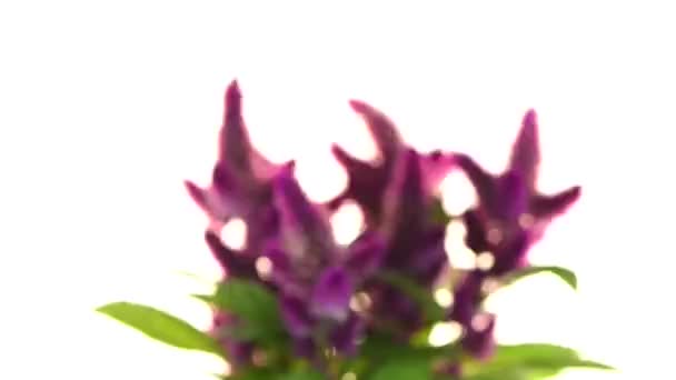 Chvastoun celosia spicata rostlina — Stock video