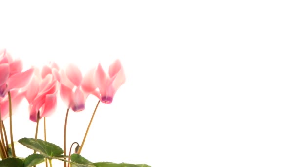 Beautiful pink Cyclamen flower — Stock Video