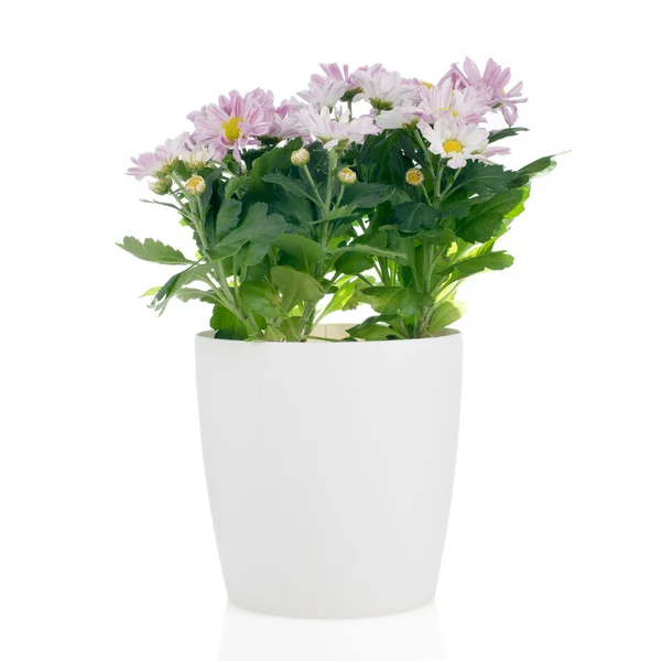 Vackra chrysanthemum blommor — Stockfoto