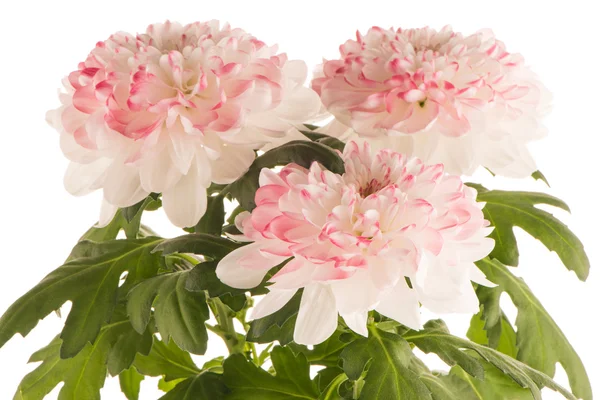Schöne Chrysanthemenblüten — Stockfoto