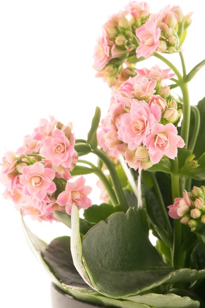 Kalanchoe Calandiva flowers — Stock Photo, Image