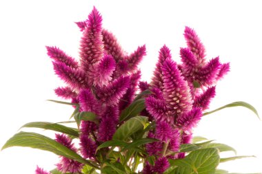 cockscomb celosia spicata bitki