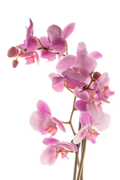 Krásná růžová orchidej — Stock fotografie