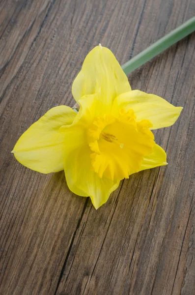Kwiaty żonkil — Zdjęcie stockowe