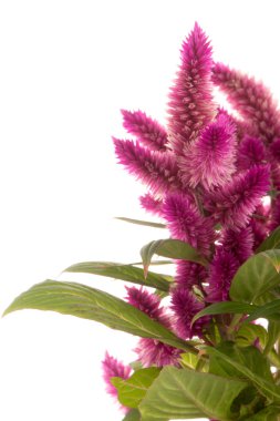 cockscomb celosia spicata bitki
