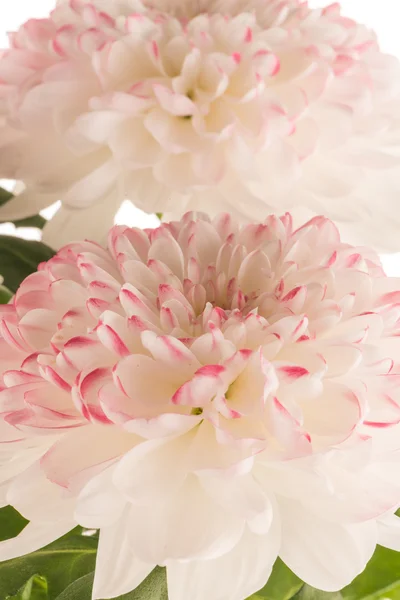 Schöne Chrysanthemenblüten — Stockfoto