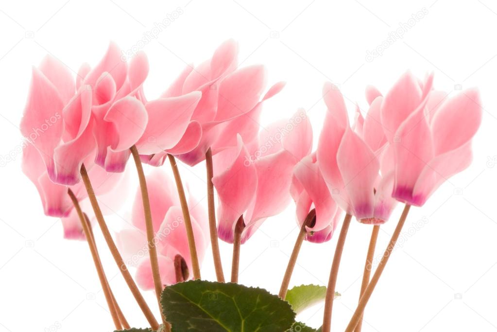 Fotos de Bela flor de ciclame rosa, Imagens de Bela flor de ciclame rosa  sem royalties | Depositphotos