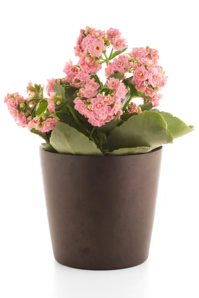 Växtstubbar calandiva blommor — Stockfoto