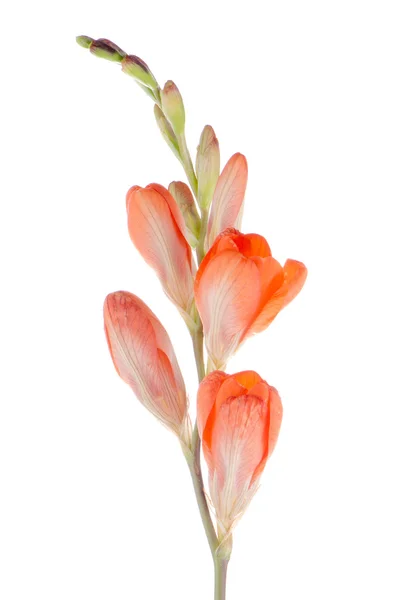 Orange lilies — Stockfoto