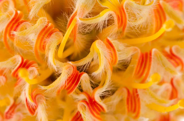 Pincushion Protea — Stockfoto