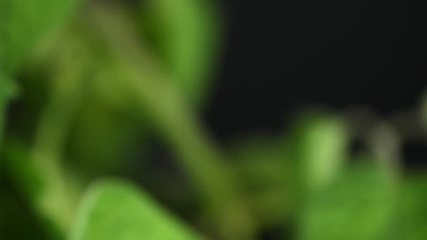 ホオズキの果物 — ストック動画