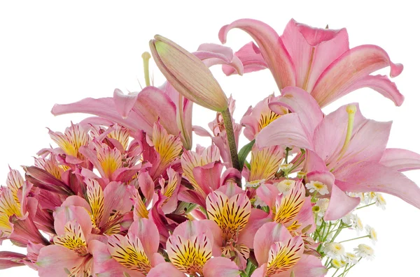 Pink lilies — Stock Photo, Image