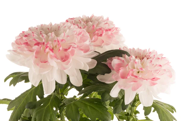 Beautiful Chrysanthemum flowers — Stock Photo, Image