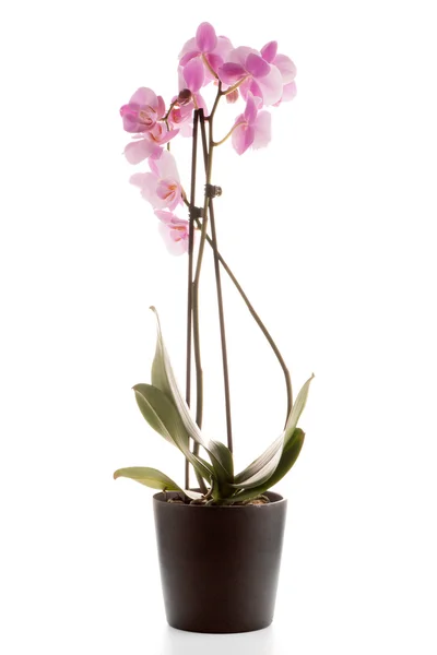 Schöne rosa Orchidee in einem Blumentopf — Stockfoto