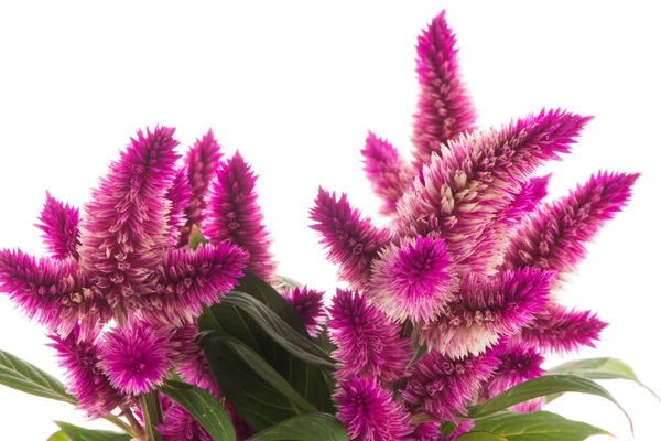 Zarozumialec celosia spicata roślin — Zdjęcie stockowe