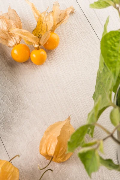 Frutos de Physalis — Fotografia de Stock