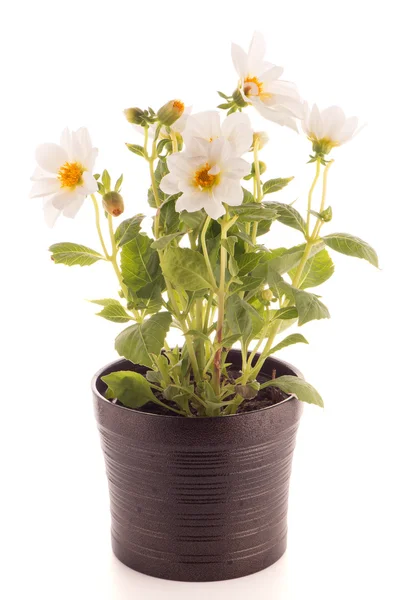 White dahlia — Stock Photo, Image