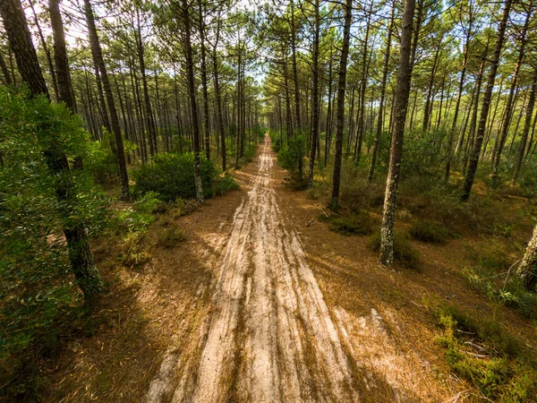 Fenyőerdőkre Néző Kilátással Macedán Ovar Portugália — Stock Fotó