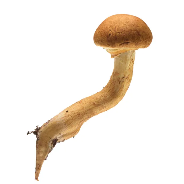 刺五加属 Cortinariaceae 的一种蘑菇 被称为刺五加属 Spectacular Rustgill 因白人背景而被隔离 — 图库照片