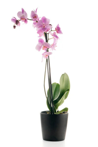 Krásná růžová orchidej v květináč — Stock fotografie