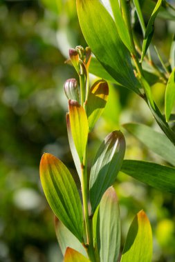 Acacia Melanoxylon veya Acacia Penninervis, koyu yeşil, dar yapraklar ve küçük, top gibi, sarımsı beyaz çiçekler. Yabani Blackwood ya da Wattle, Fabaceae, Mimosoideae familyasından bir çiçek bitkisidir..