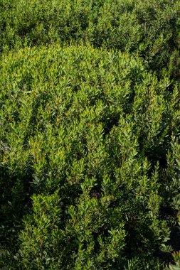 Acacia Melanoxylon veya Acacia Penninervis, koyu yeşil, dar yapraklar ve küçük, top gibi, sarımsı beyaz çiçekler. Yabani Blackwood ya da Wattle, Fabaceae, Mimosoideae familyasından bir çiçek bitkisidir..