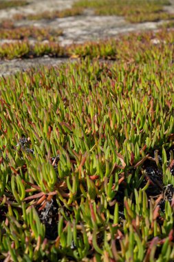 Carpobrotus Edulis, Güney Afrika 'da yaşayan bir sürüngendir. Hottentot inciri de bazen otoyol buz bitkisi, domuz surat ve ekşi incir olarak adlandırılır..