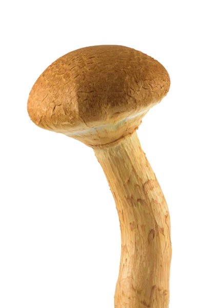 Gymnopilus Junonius Species Mushroom Family Cortinariaceae Known Spectacular Rustgill Isolated — Stock Photo, Image