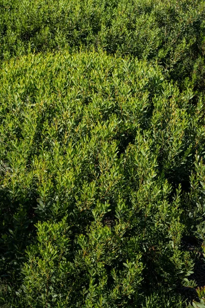 아카시아 Acacia Melanoxylon 아카시아 Acacia Peninervis 과작고 모양의 블랙우드 Wild — 스톡 사진