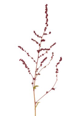 Triangle orache or saltbush thrives best in saline environments. Branch isolated on white background. clipart