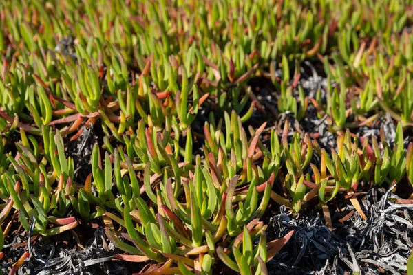 Carpobrotus Edulis Pochodzi Południowej Afryki Hottentot Fig Jest Również Czasami — Zdjęcie stockowe