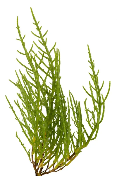 鮮やかな緑の茎と白い背景に隔離されたさわやかな塩辛い味を持つ海岸植物の新鮮な沼のサファイヤ — ストック写真