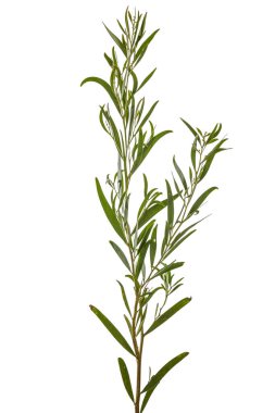 Acacia Melanoxylon veya Acacia Penninervis, koyu yeşil, dar yapraklar ve küçük, top gibi, sarımsı beyaz çiçekler. Beyaz arkaplanda izole.